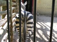 Zebras atsukęs pasturgalį
